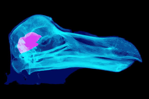 Turns out, dodos probably weren’t so daft after all