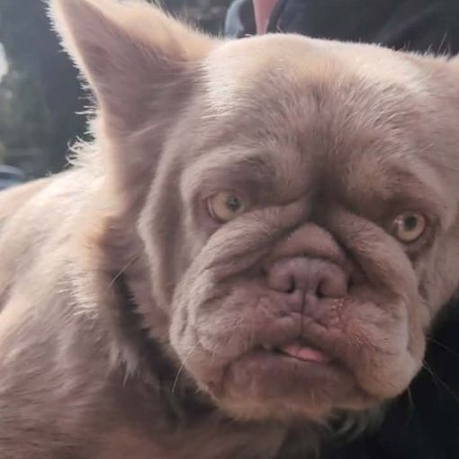 Thumbnail for ‘Wtf is that?’: Internet loses it over missing pet
