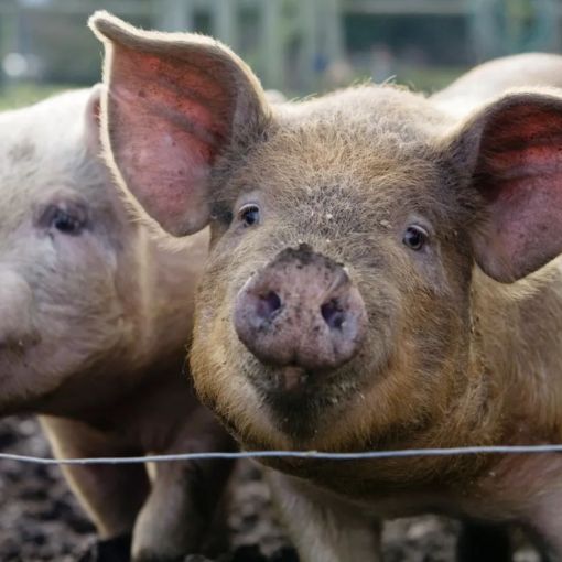 Thumbnail for Four charged over pork meat industry ‘financial crimes’