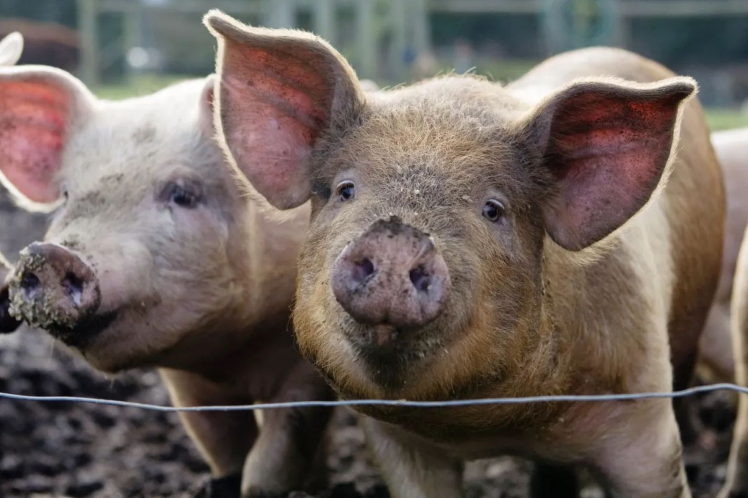 Four people in the pork industry have been accused of moving $30 million in cash interstate.