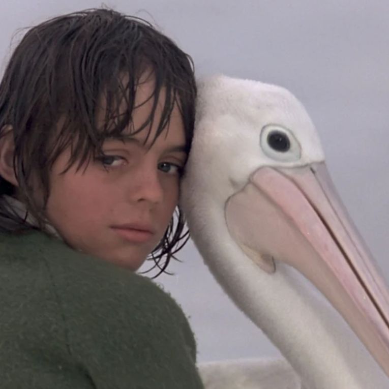 Thumbnail for 50-year-old Storm Boy’s tough, tender ode to wild childhood will still make you cry