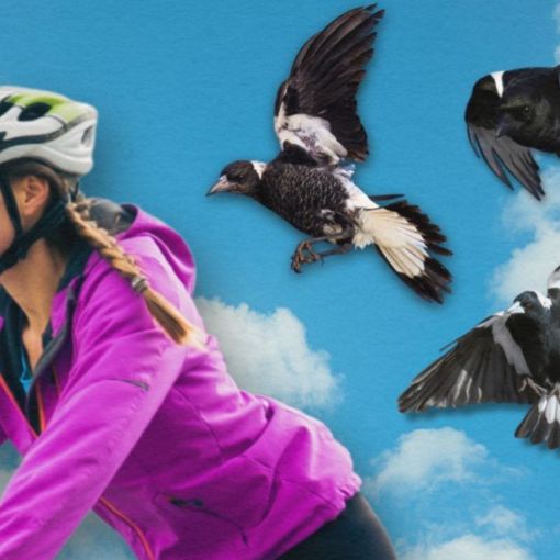 Thumbnail for Pecking order: Worst Brisbane suburbs for swooping revealed