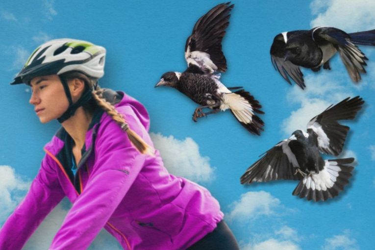 Thumbnail for Pecking order: Worst Brisbane suburbs for swooping revealed