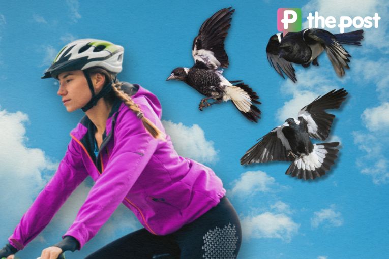 Thumbnail for How to stay safe this magpie season