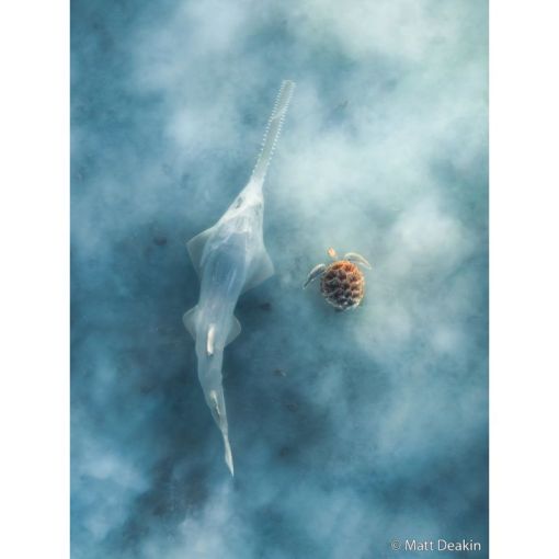 Thumbnail for SA Museum: Australian Geographic Nature Photographer of the Year