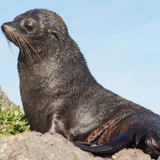 Thumbnail for First seal death in SA as ‘devastating’ disease spreads