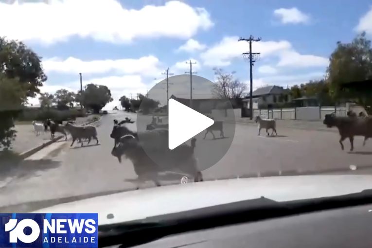 Thumbnail for VIDEO: TAFE staff strike | Goats on the run