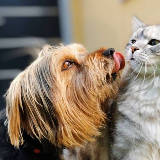 Thumbnail for Worried about pets and bird flu? What you can do