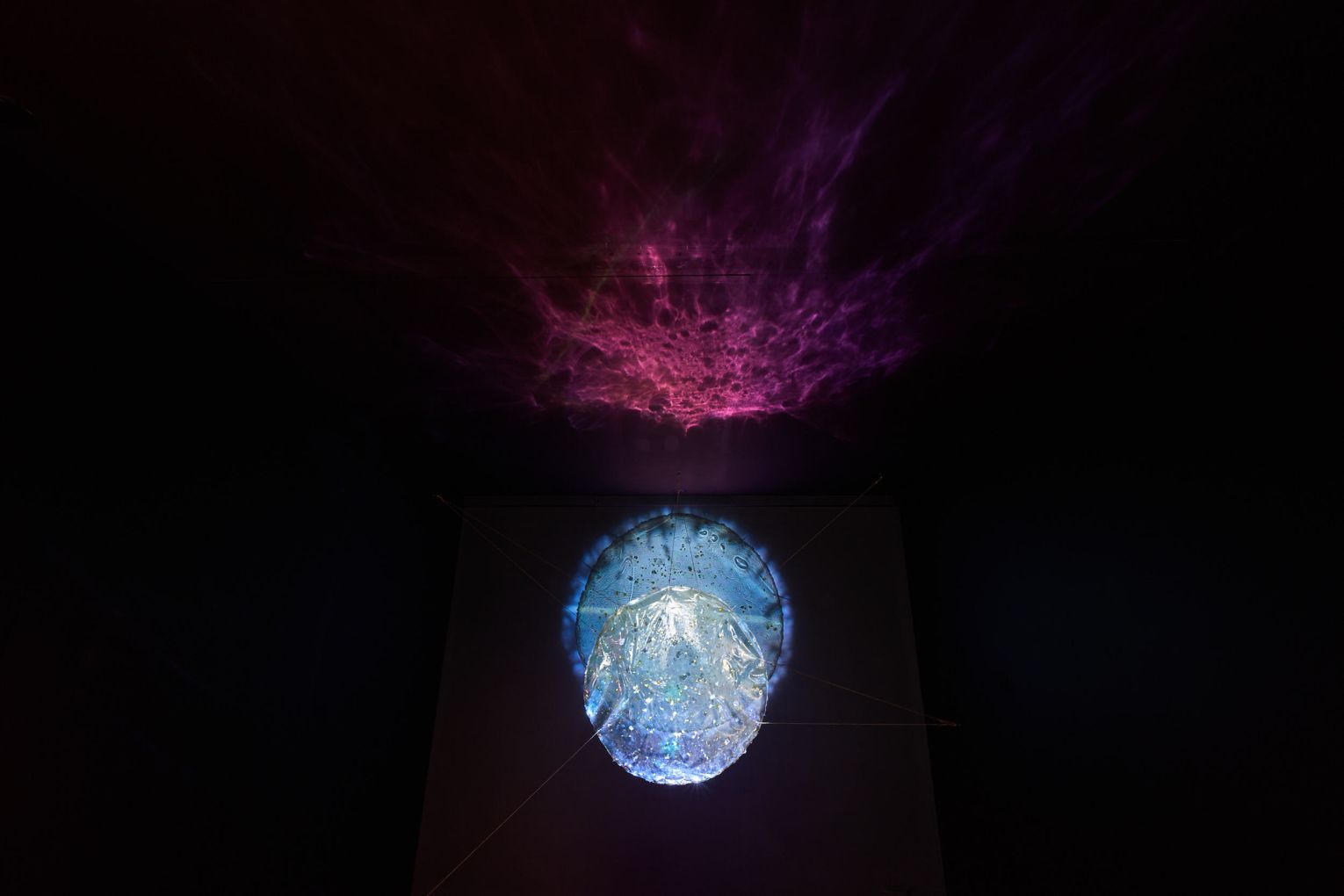 Installation view: Leaves: Eco-Anxiety, Adelaide Contemporary Experimental. Photo: Sam Roberts / Supplied