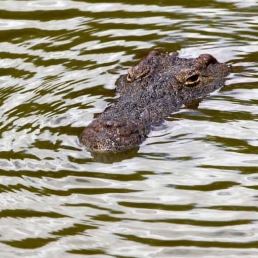 Thumbnail for BBC caught out over ‘scary’ croc Olympic Games footage