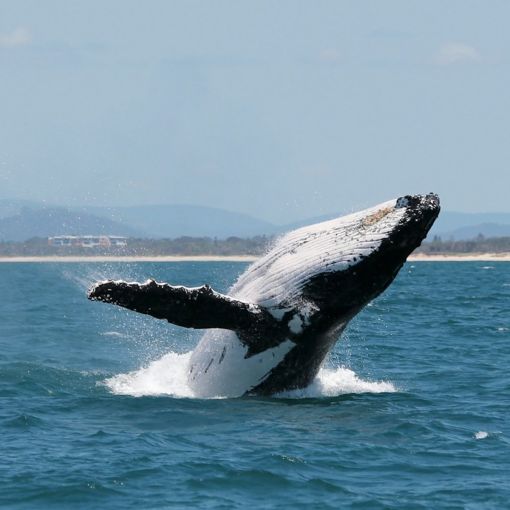 Thumbnail for Govt trials new tech to save whales