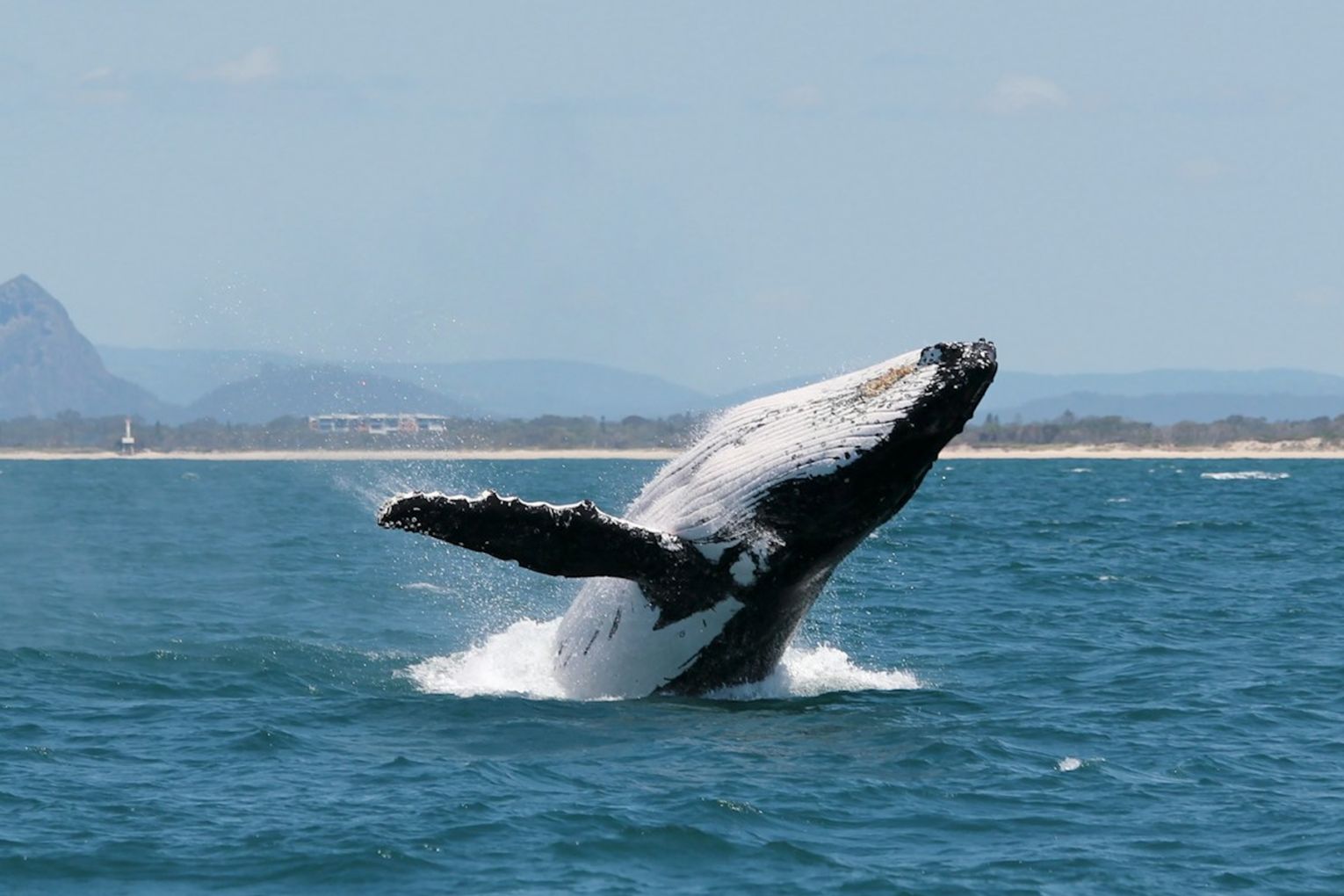 Around 50,000 humpback whales are expected to pass through Queensland waters this year | Credit: Noosa Secret Destinations