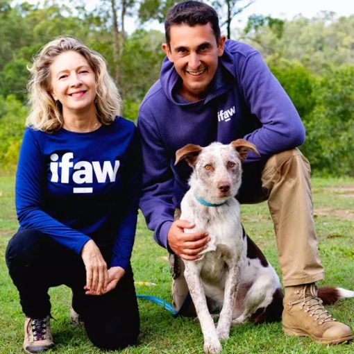 Thumbnail for Rescue dog finds new home as Sunshine Coast’s koala protector