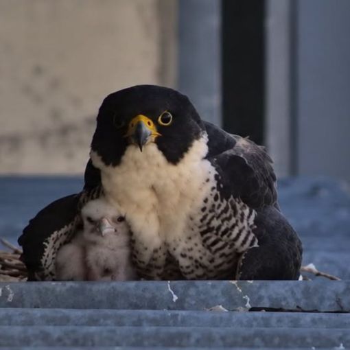Thumbnail for ‘We are invested’: Community rallies for missing falcon chick