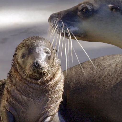 Thumbnail for Extinction fears over first sea lion death