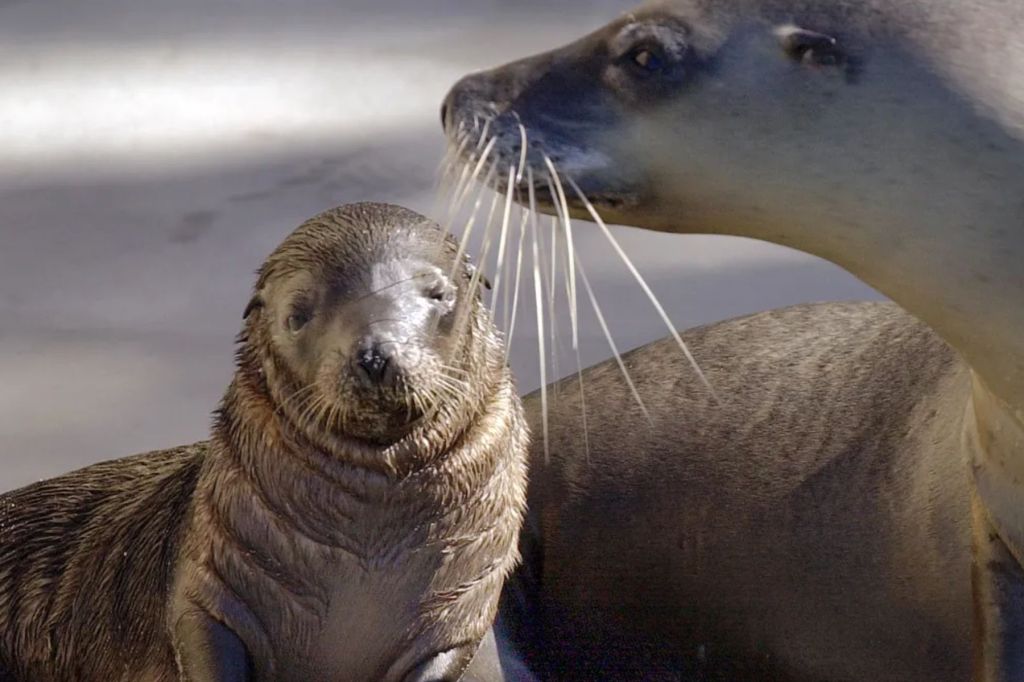 Extinction fears over first sea lion death - News | InDaily, Inside Queensland