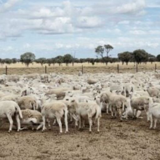 Thumbnail for Ewe dunnit? Cops hunt thieves after sheep heist