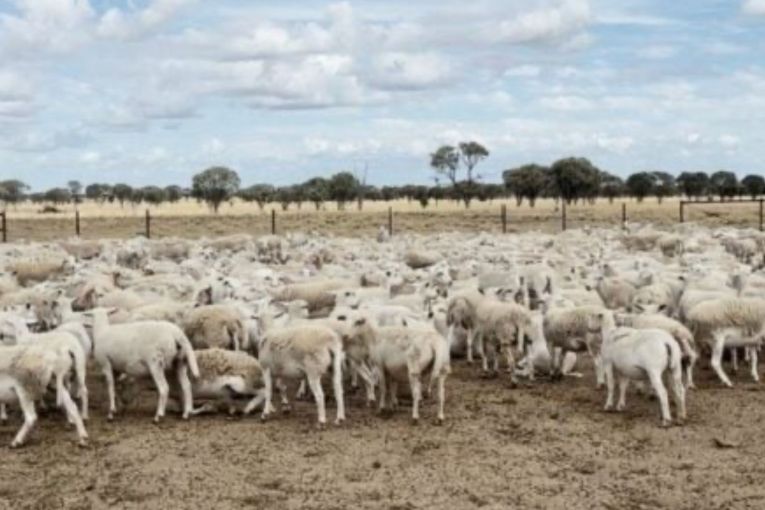 Thumbnail for Ewe dunnit? Cops hunt thieves after sheep heist
