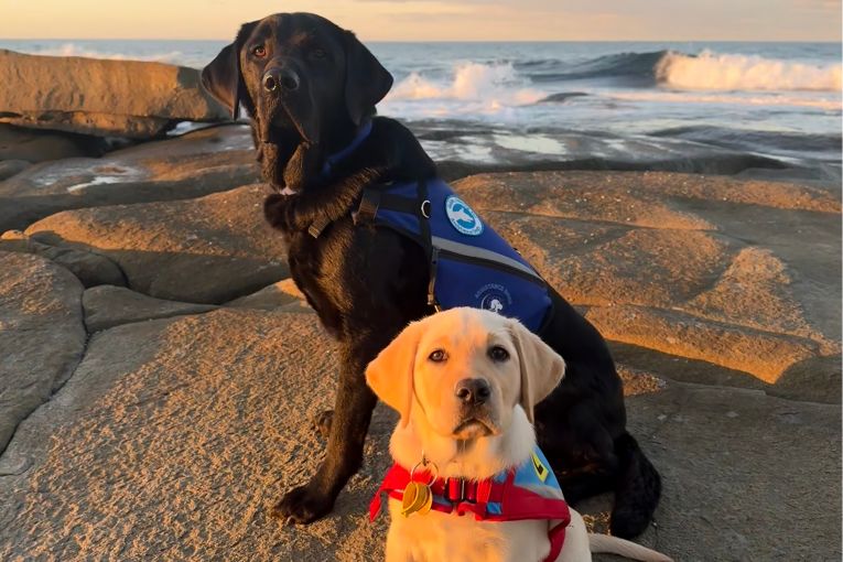 Thumbnail for Assistance Dogs Australia’s Donate for Doggies Night