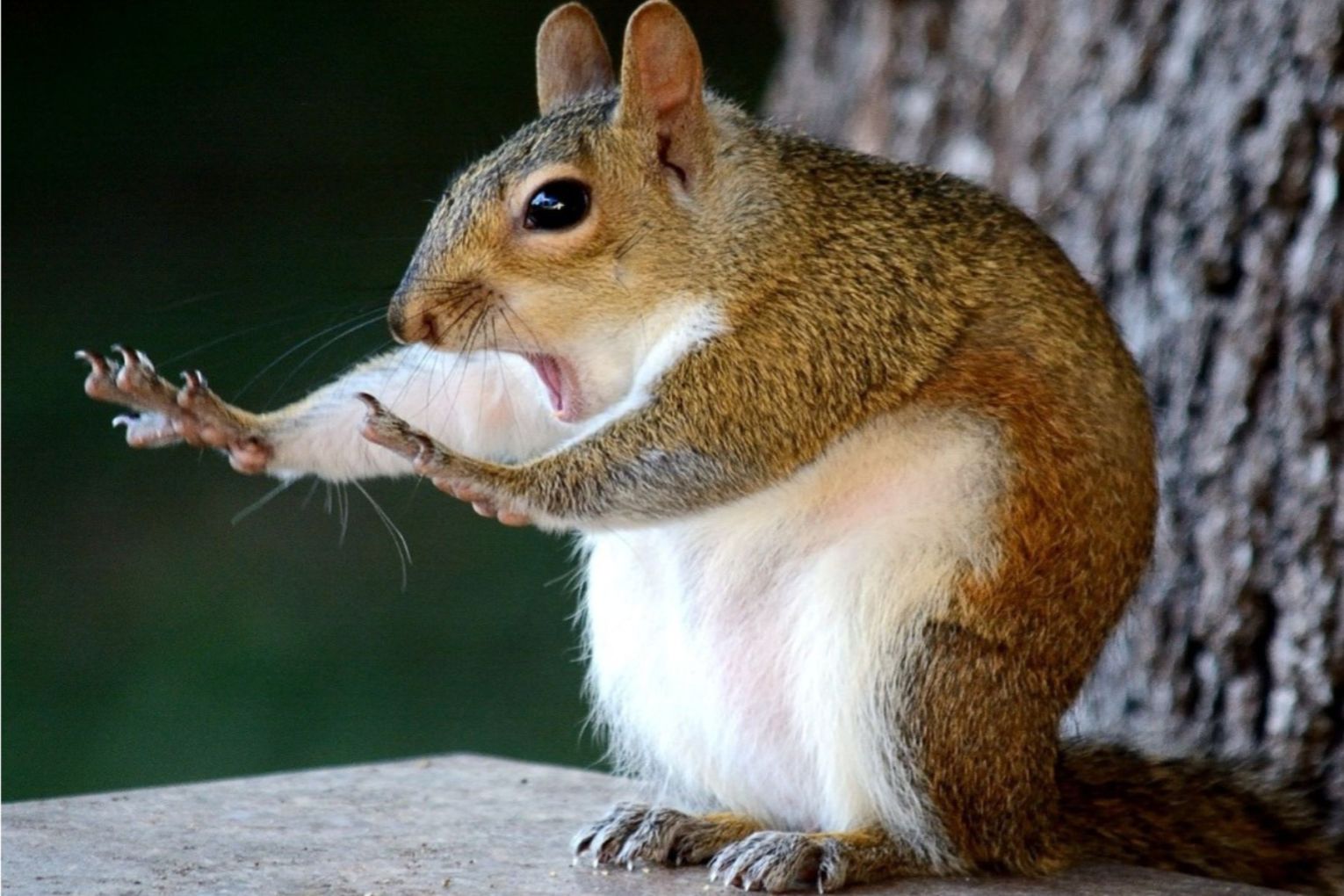  Mary McGowan, Caught in the act, 2018. Comedy Wildlife Photography Awards