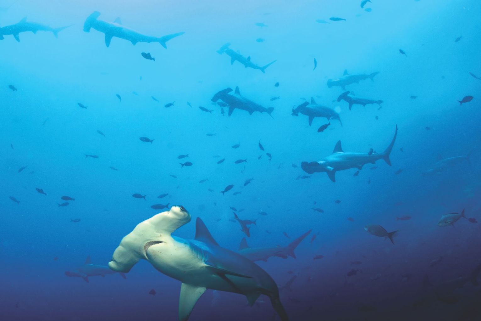 OceanXperience, Queensland Museum | Credit: image supplied