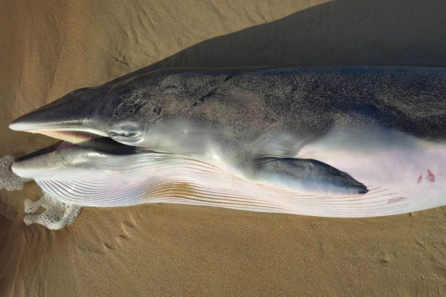A dead whale has washed up on shore nearby Victor Harbor. Photo: Facebook