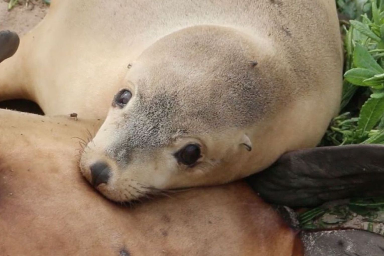 Fears are being raised for Kangaroo Island's sea lion population as a number of bird flu cases are detected. Picture: Daniel Clarke