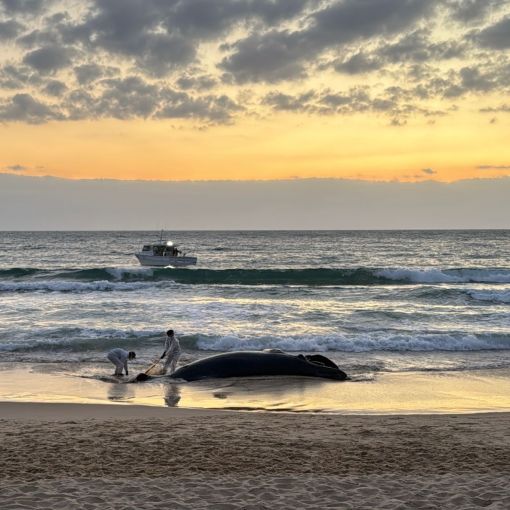 Thumbnail for Authorities scramble after dead whale washes ashore