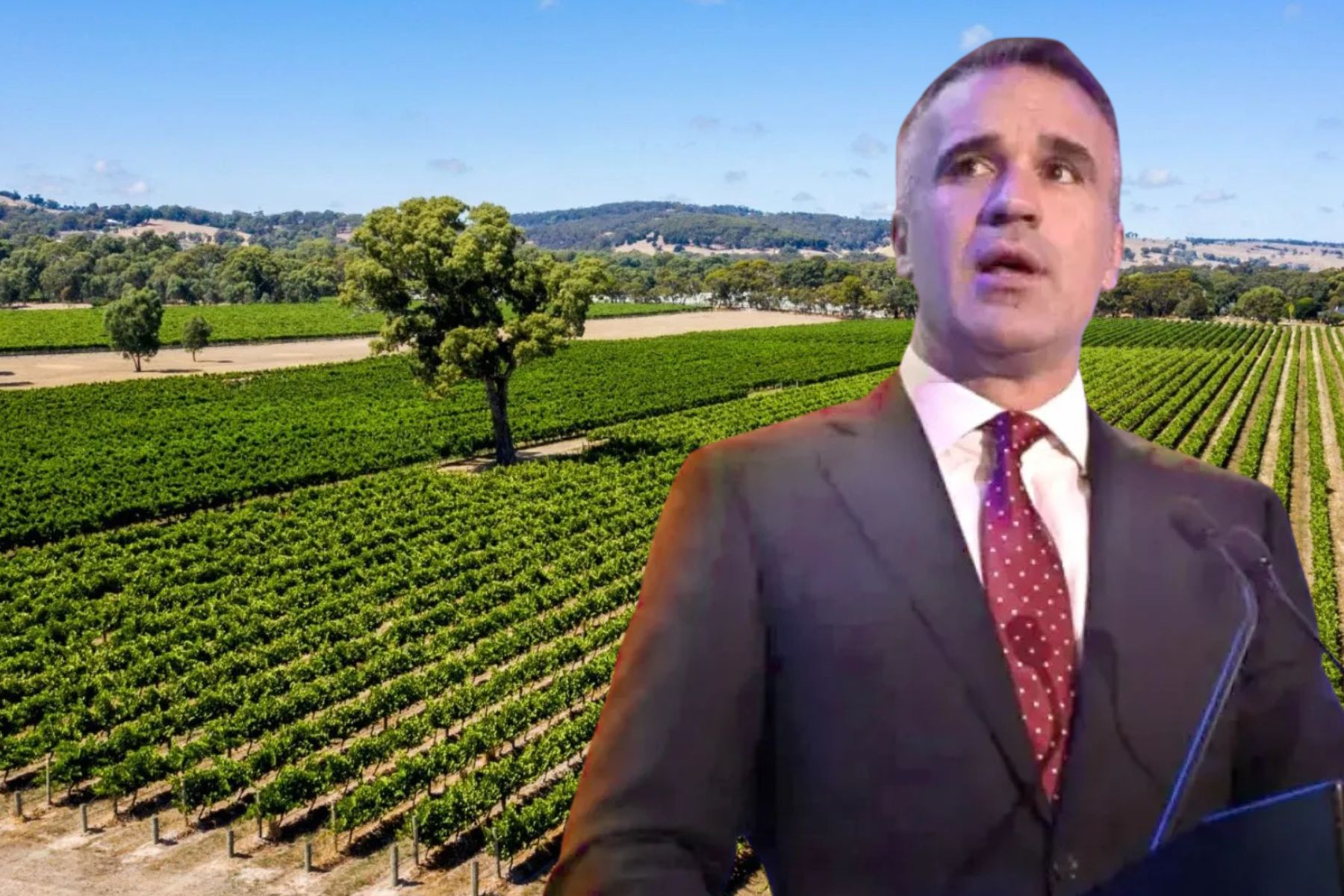 Govt stumps up millions to help pull out SA vines - News