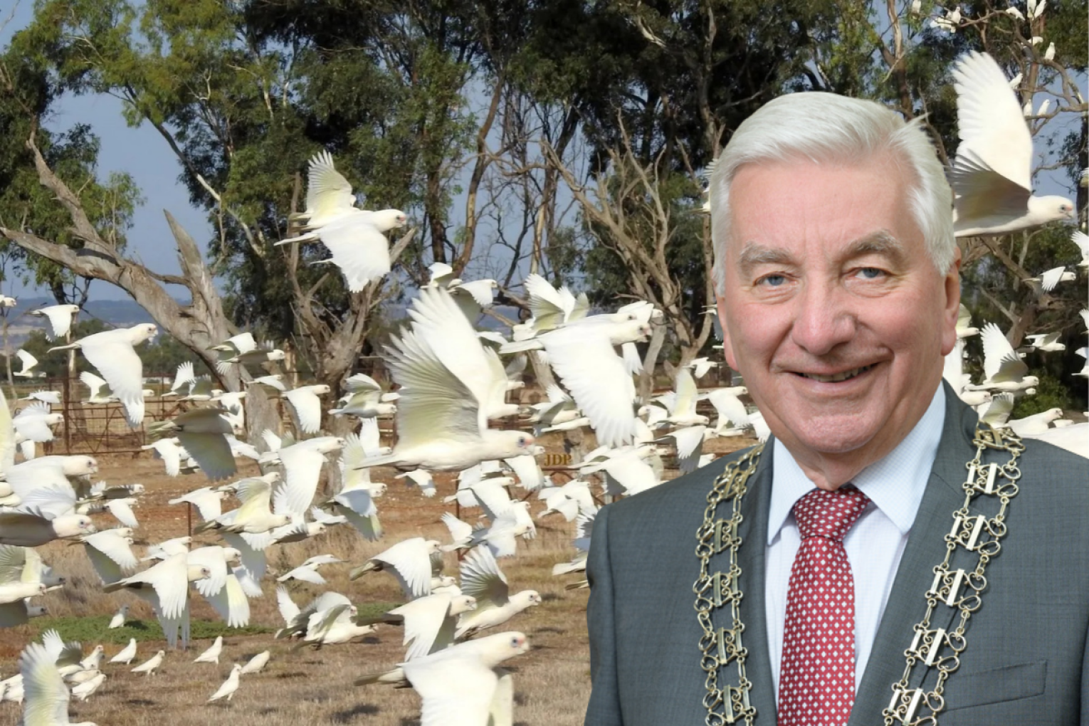 Alexandrina Council, which is led by Mayor Keith Parkes (pictured), has voted to undertake nighttime shooting of Little Corellas. Photo: John de Visser