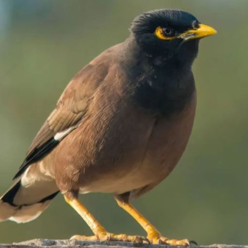 Thumbnail for ‘Cane toad of the sky’: How Australia turned on the Indian myna