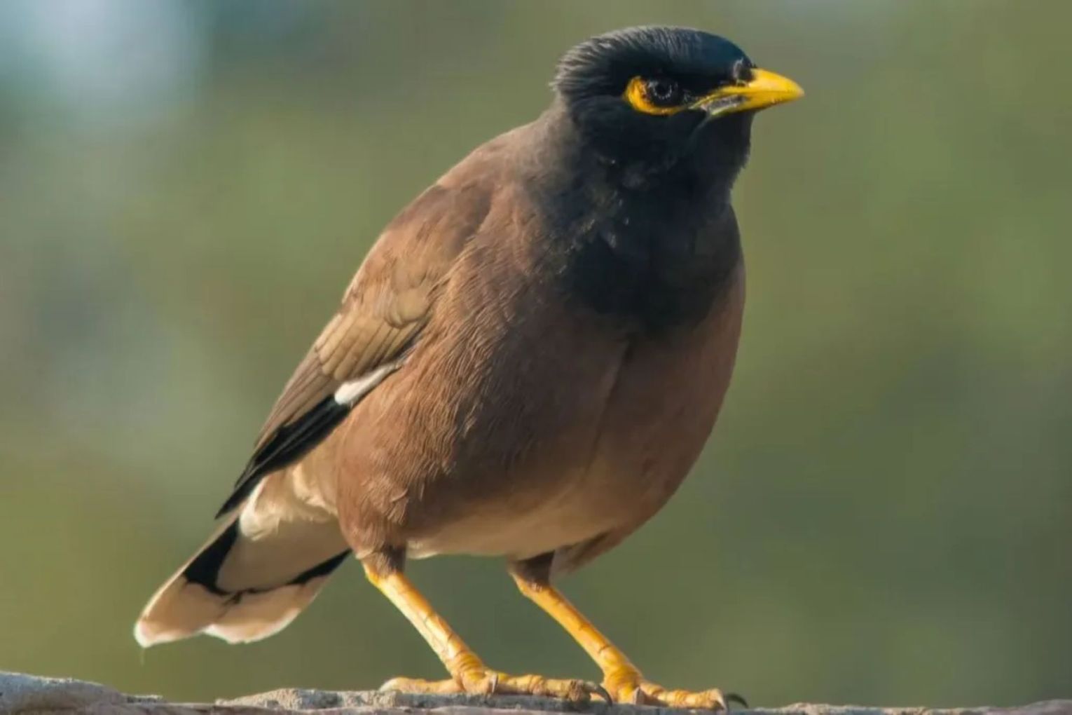 From ‘gentle’ and ‘graceful’ to the ‘cane toad of the sky’: Australia turned on the common myna