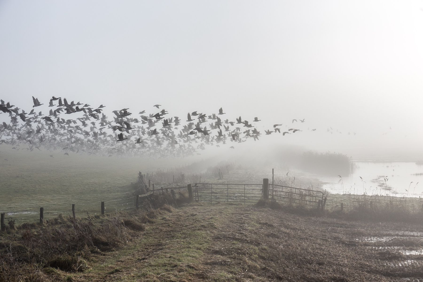 Poem: Fog