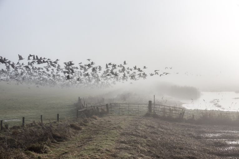 Thumbnail for Poem: Fog