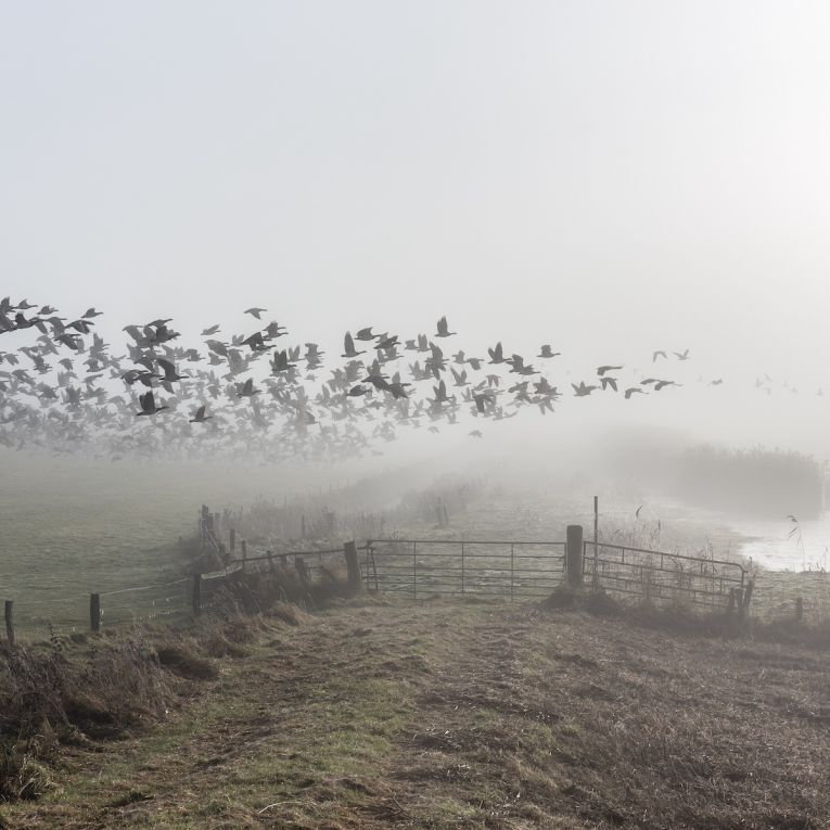 Thumbnail for Poem: Fog