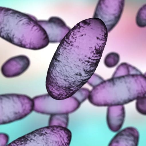 Thumbnail for WHO responds to outbreak fears after Russian lab worker’s death