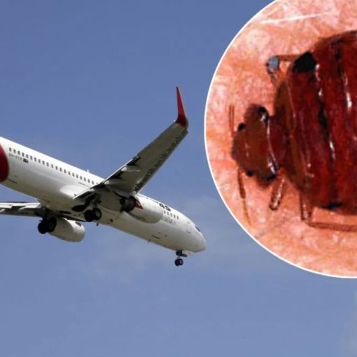 Thumbnail for Qantas passengers stranded after bedbug outbreak