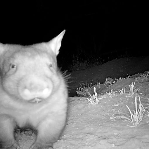 Thumbnail for ‘Who’s your Daddy’: Wombat drama unfolds in Queensland