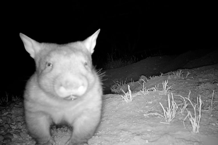 Thumbnail for ‘Who’s your Daddy’: Wombat drama unfolds in Queensland