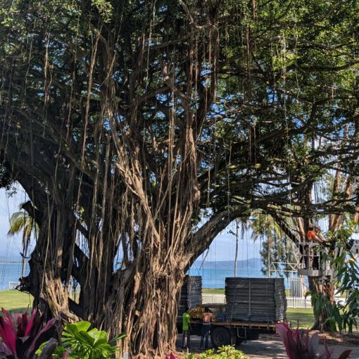 Thumbnail for Community launches funds appeal for iconic tree court action