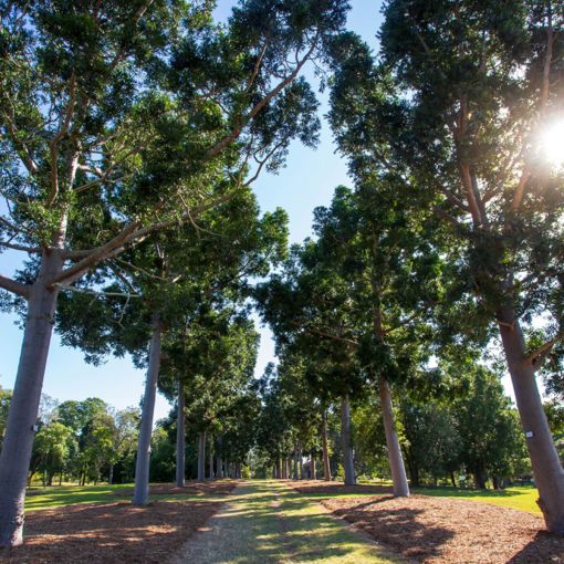 Thumbnail for Leave them alone: Locals fight back as century-old trees face the axe