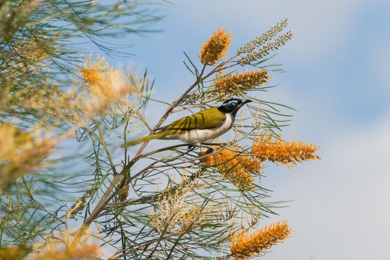 Thumbnail for Backyard Birds with Dr Christina Zdenek flies into Queensland Museum's SparkLab