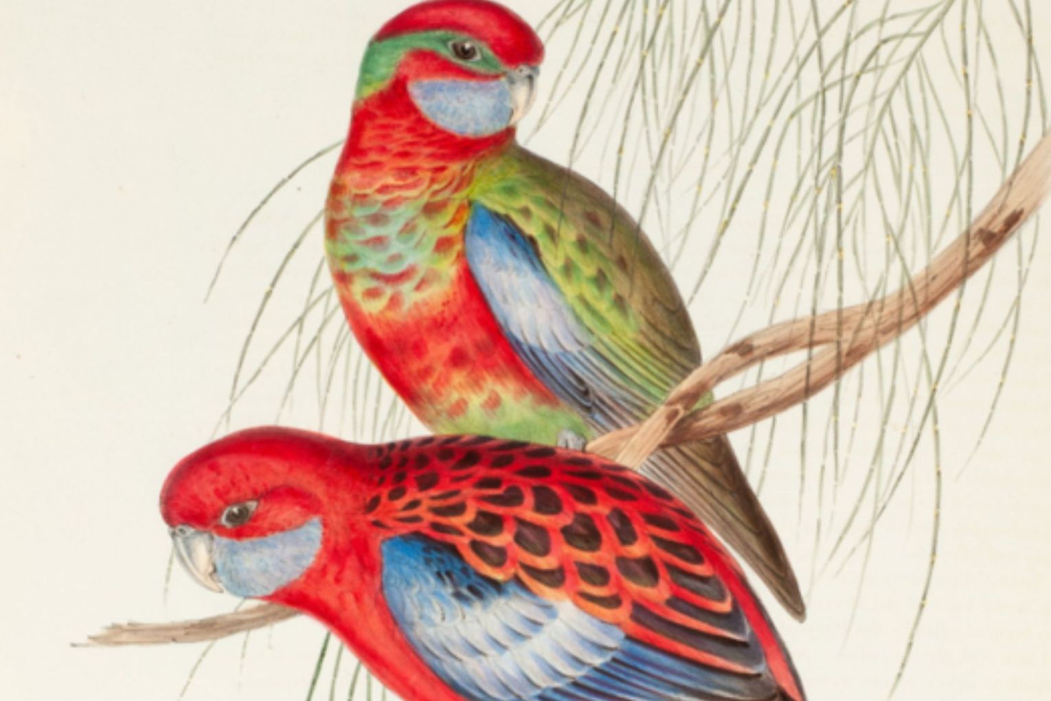 Backyard Birds with Dr Christina Zdenek at Queensland Museum | Credit: image supplied