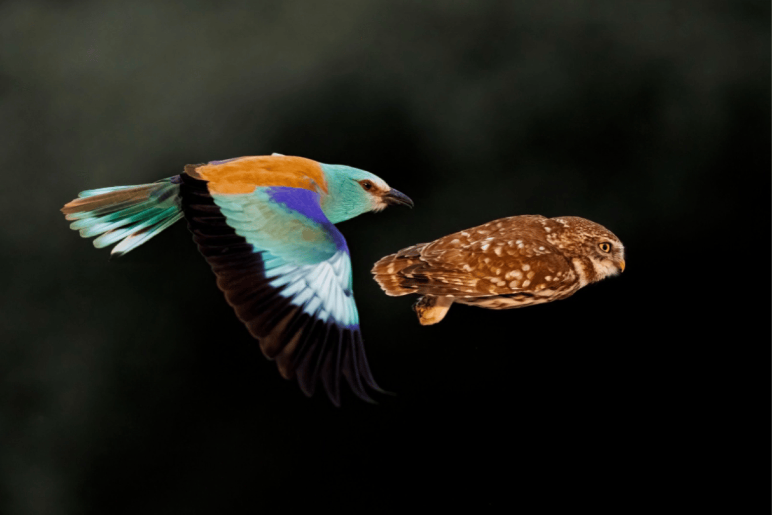 Avian Tailgating by Bence Máté, Hungary.