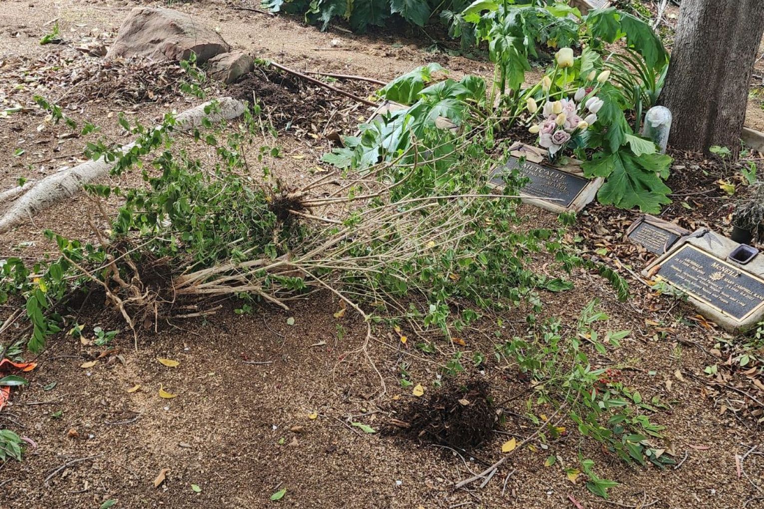 Plants have been left damaged following maintenance works to update irrigation. Photo: supplied.