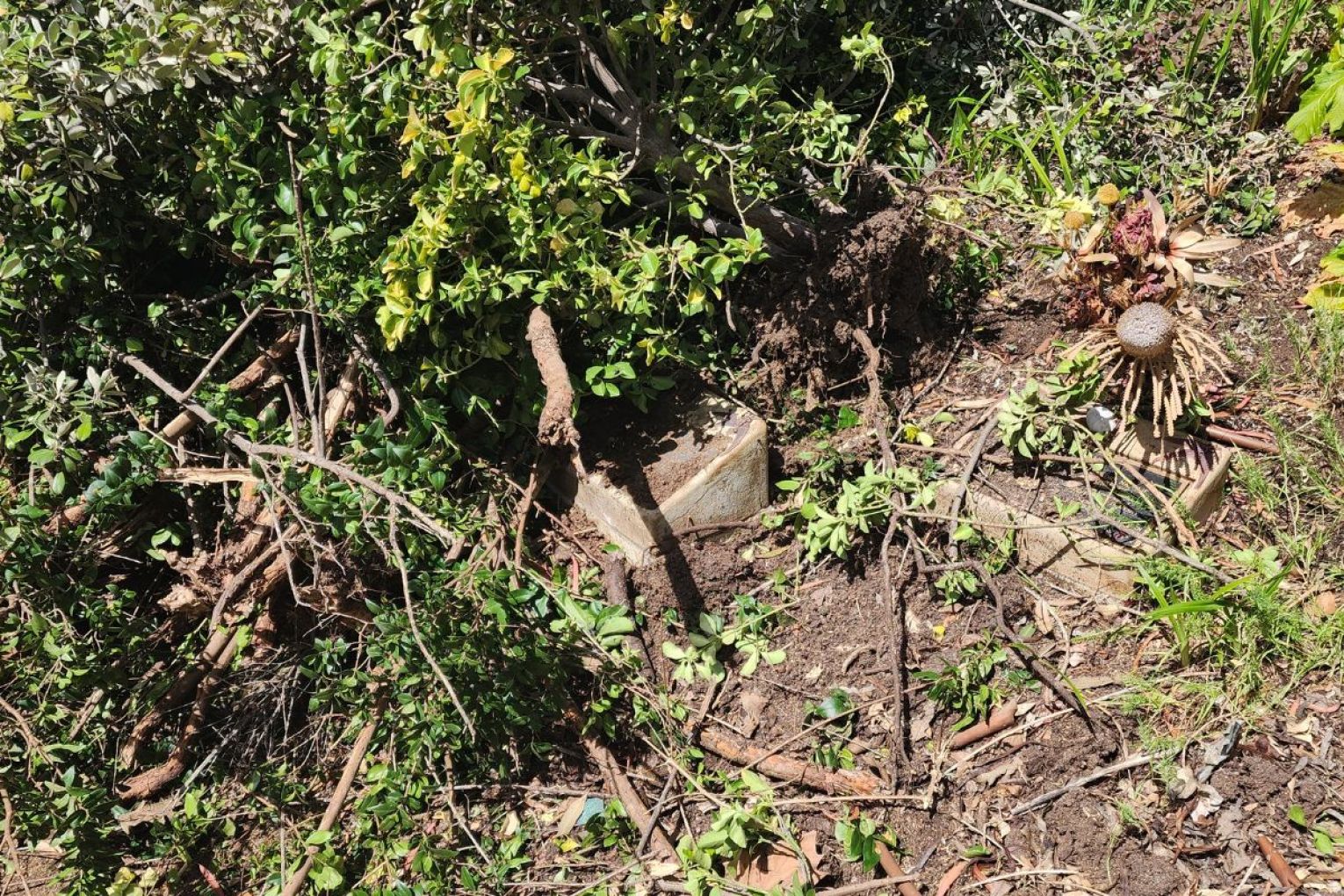Chopped trees left to cover headstones. Photo: supplied.