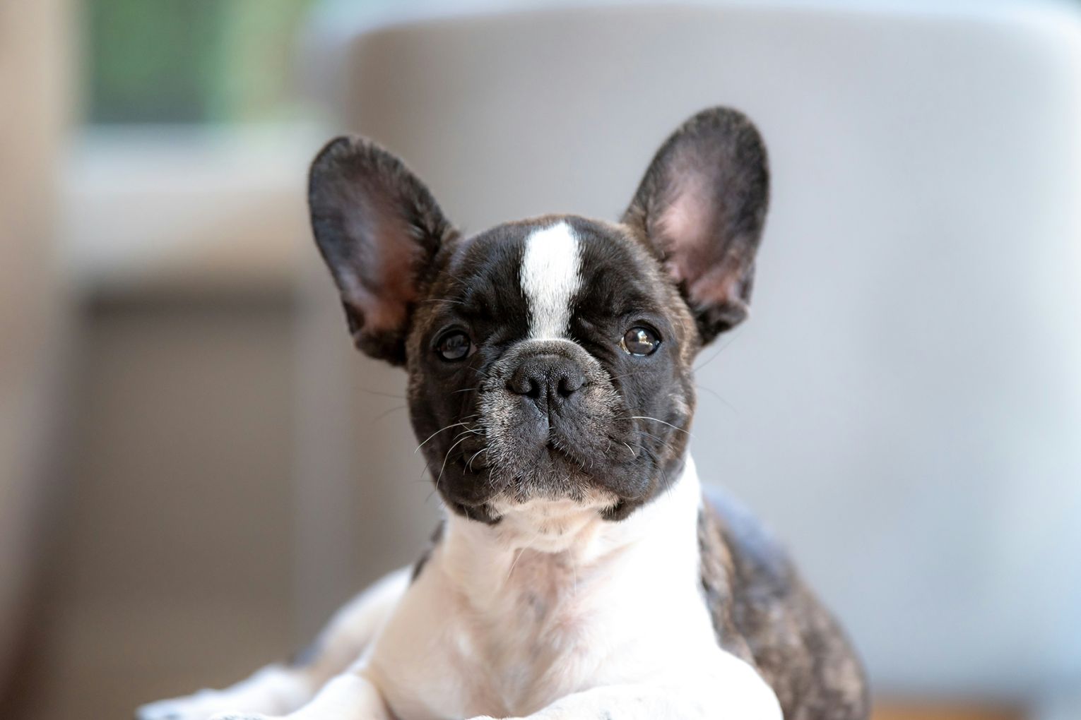 In research conducted by Compare the Market, French Bulldogs were found to be the most expensive dog to buy from registered breeders