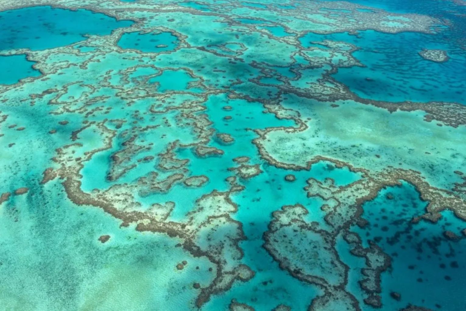 Most of the world's famous reef systems including the Great Barrier Reef are critically endangered. 