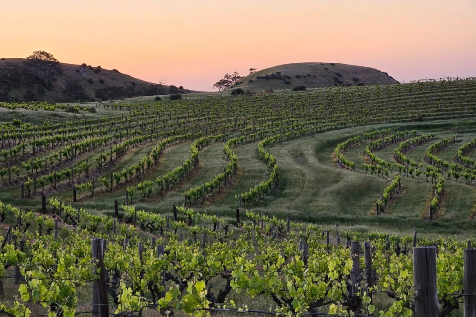 Another SA vineyard changes hands amid industry squeeze - News